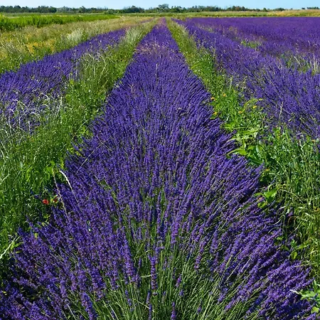 Le Campagne * Beaucaire (Gard)